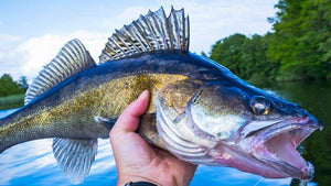 Incredible Walleye Fish!