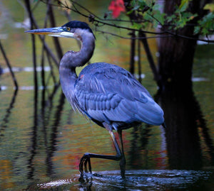 Great Blue Herons!