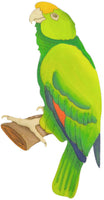 Parrot